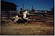First Ride in a Client's Round Pen