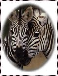 We will even train zebras!